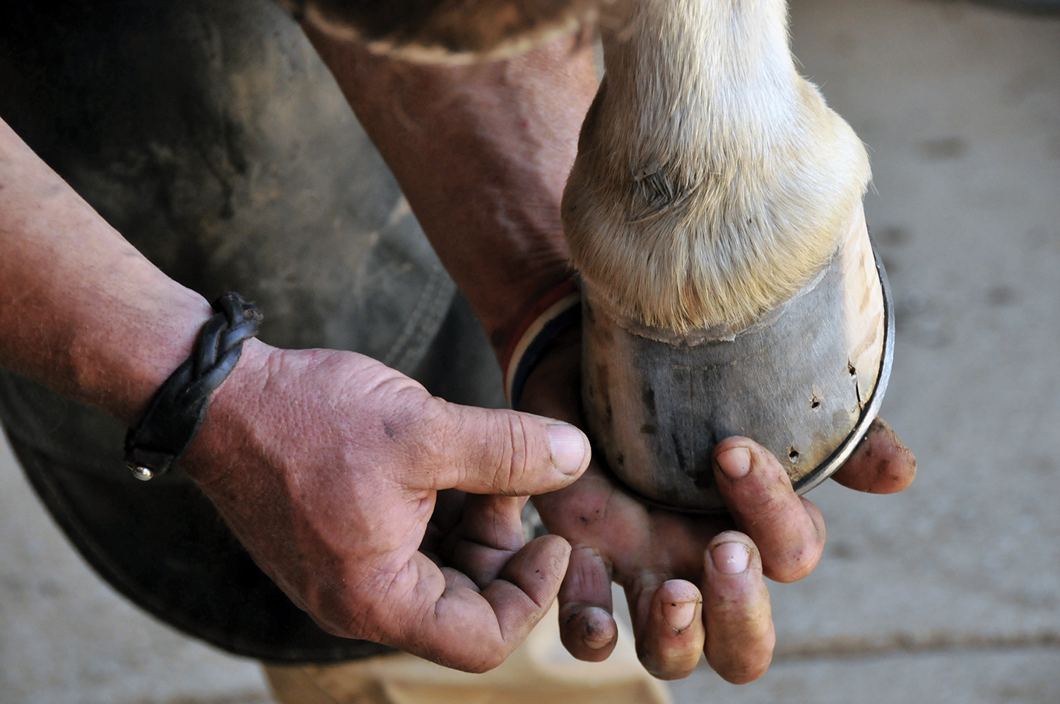 Fig 14.35, Farrier Artist